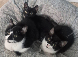Kittens
