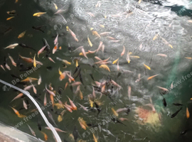 Koi carp for sale