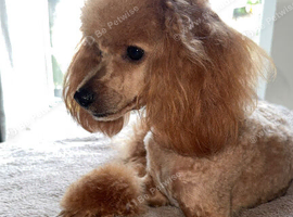 Miniature poodle female