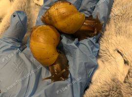 2 Rodatzi Lissachatina Fulica