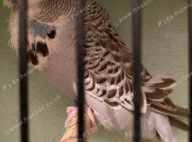 exhibition budgies