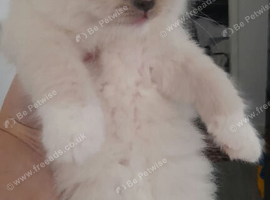 Ragdoll kittens
