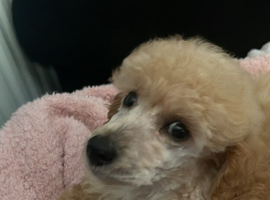 Stunning Miniature poodle