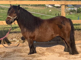 Spsbs reg 15 yr mare