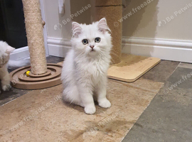 Beautiful Pedigree Chinchilla Persian Kittens.