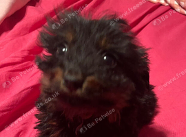 LONG HAIRED DACHSHUND X JACK RUSSELL