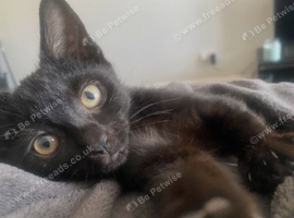 Cute and cuddly female kitten