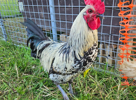 Shetland cockerel