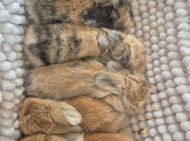 Lionhead lop x Harlequin kits