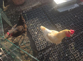 Free chickens