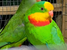 Hand reared baby superb parrot
