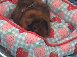 My two beautiful rosette boys Junior and Sol for rehoming aged 10 months