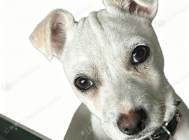 Gorgeous male looking for home