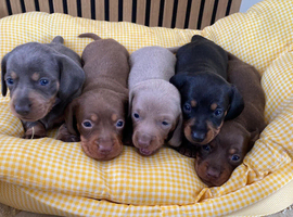 Mini Dachshund puppies