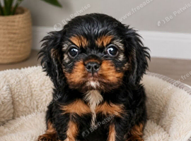 Beautiful cavalier king charles puppies