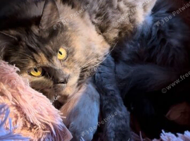 BEAUTIFUL FULL MAINE COON KITTENS