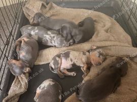 Dashhound puppies