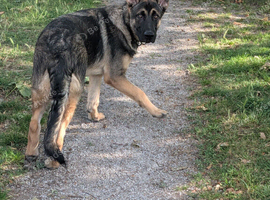 8 month old handsome male German shepherd
