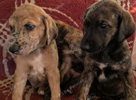 Beautiful lurcher x puppies