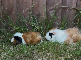 Tri coloured guinea pigs for sale