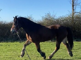 15hh 10yo reg welsh mare