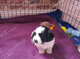 Mix puppy