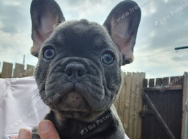 Puppies-French Bulldog