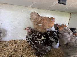 8 Pekin bantam pullets now POL