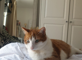 Cat to rehome