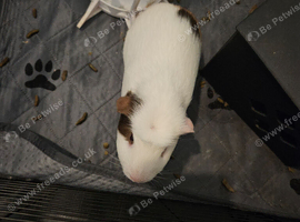 Two male guniea pigs for sale