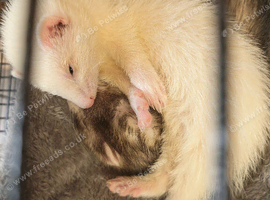 Ferret