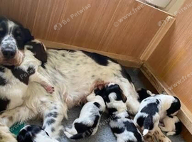 Cocker pups