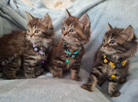 3x beautiful fluffy maincoone cross kittens