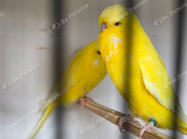Budgies