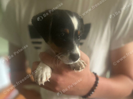 Jack Russell boy puppy