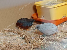 Chinese painted quail for sale in WS3