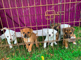 Jack Russell cross terrier