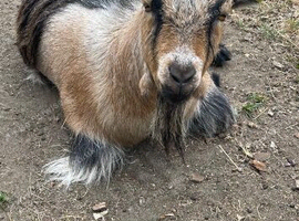 2 bonded friendly Pygmy goats