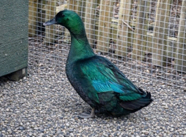*RESERVE* Cayuga ducklings!