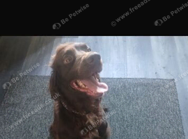 4 year old dog, chipped.
