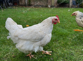 Hens for sale