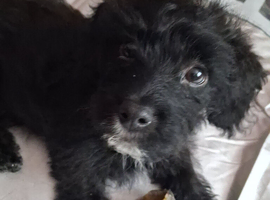 Ready to go puppy male