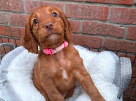 Working cocker spaniel puppys