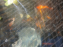 Pond fish need gone asap