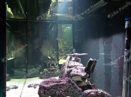 Tropical fish plus fish tank all set up