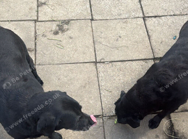 Two Labradors need a new home