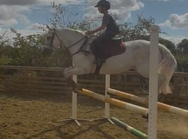 Free horse riding:caring for horses
