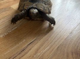 Tortoise for rehoming