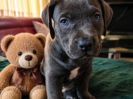 American staffordshire terrier Puppys looking for new home!