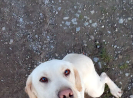 25 months part trained bitch (Maggie)
